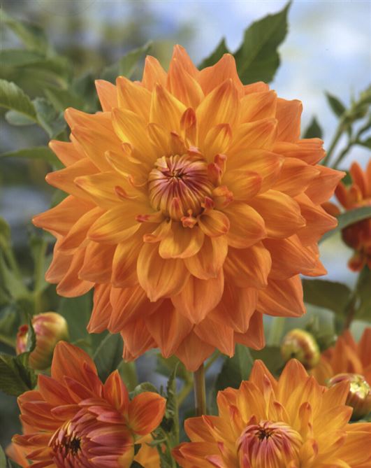 Dinner Plate Dahlia - Ace Summer Sunset