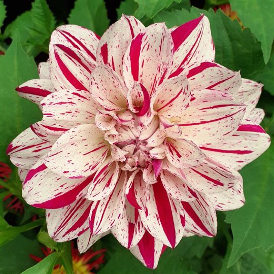 Dinner Plate Dahlia - Avignon