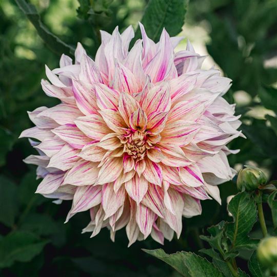 Dinner Plate Dahlia - Cafe au Lait Twist