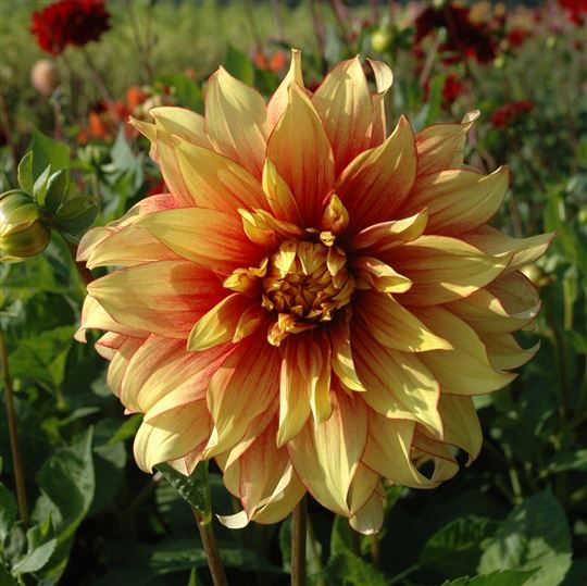 Dinner Plate Dahlia - Dazzling Magic