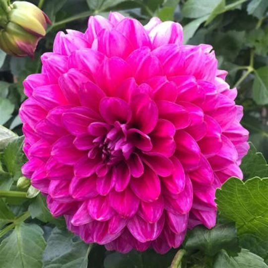 Dinner Plate Dahlia - Le Baron