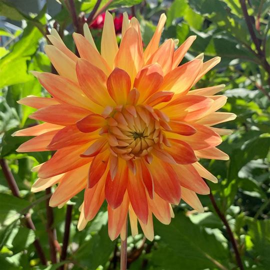 Dinner Plate Dahlia - Motto