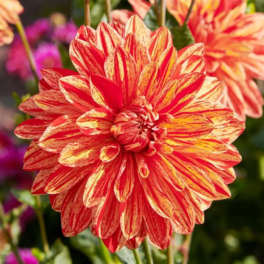 Dinner Plate Dahlia - Neo