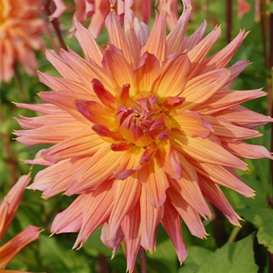 Dinner Plate Dahlia - Omega