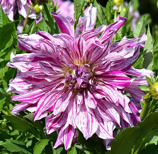 Dinner Plate Dahlia - Taiheiyo