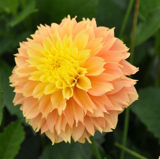 Fimbriata Dahlia Dahlia - Deep Impact