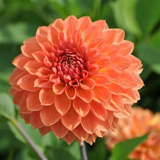 Fimbriata Dahlia Dahlia - Orange Impact