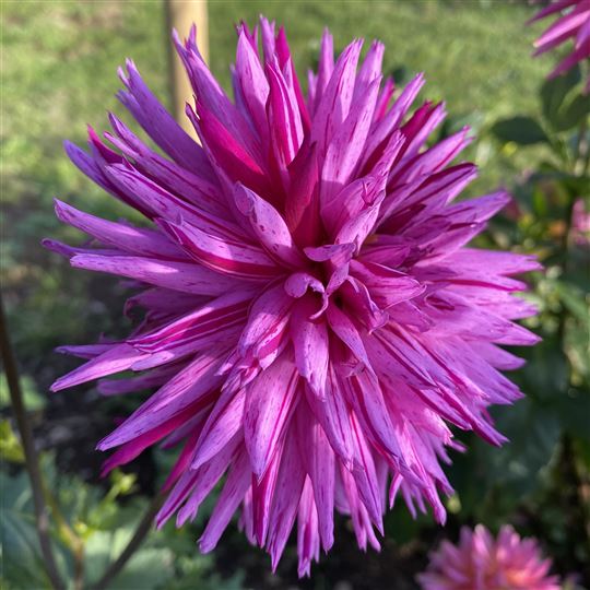 Fimbriata Dahlia Dahlia - Striped Ambition