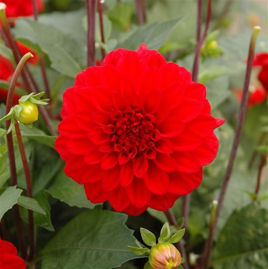 Border Dahlia - Gallery Singer