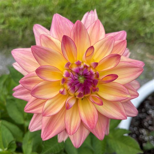 Border Dahlia - Melody Dora