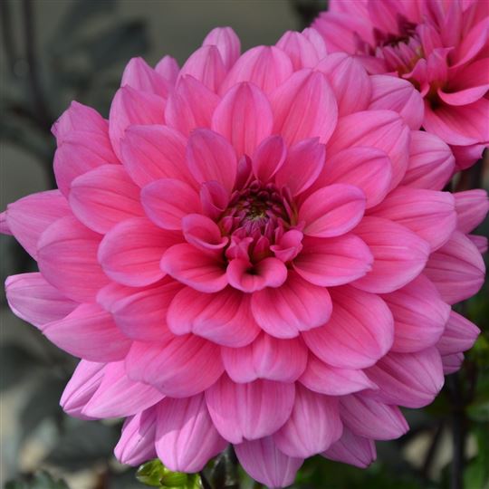 Border Dahlia - Melody Fanfare