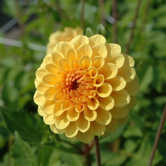 Pom Pom Dahlia - Golden Scepter