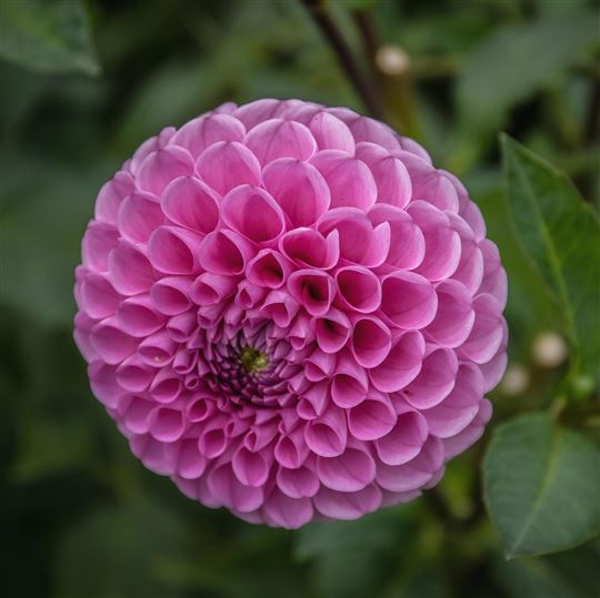 Pom Pom Dahlia - Jan van Schaffelaar