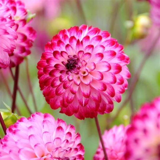 Pom Pom Dahlia - Little Robert