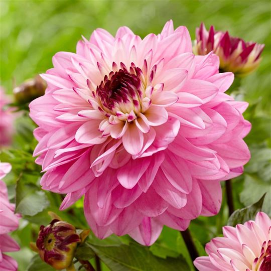 Water Lily Dahlia - Luka Johanna