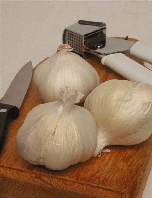 Printanor Garlic