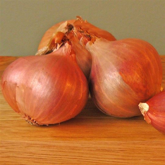Shallot - French Red