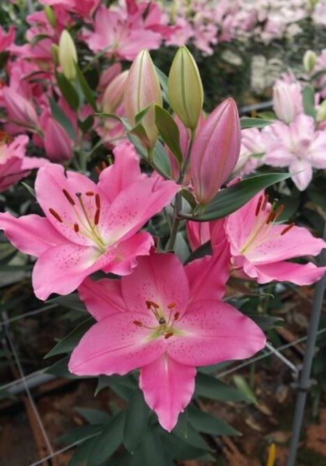 Oriental Lily -  Imax (Sprouting)