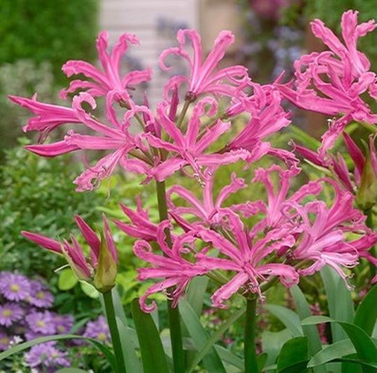 Nerine - Favourite