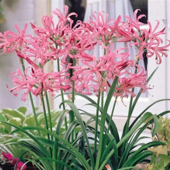 Nerine - Flugel