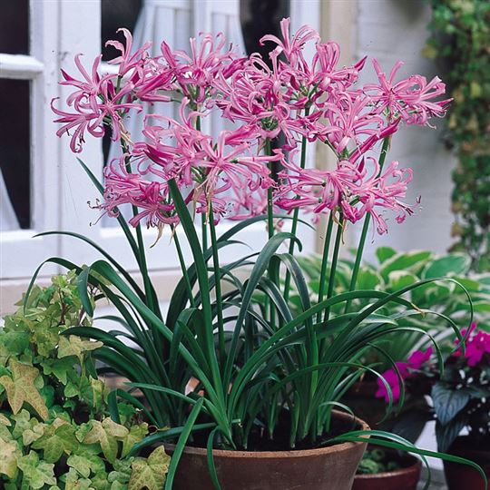 Nerine - Pink Triumph