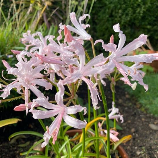 Nerine - Vesta K