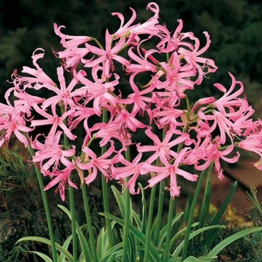 Nerine - Petronella