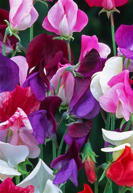 Sweet Pea - Heirloom Mix