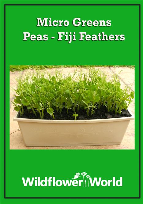 Micro Greens - Fiji Feathers