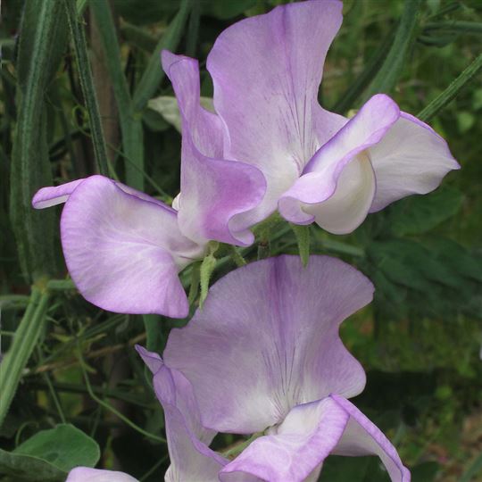 Hammett Sweet Pea - More Scent