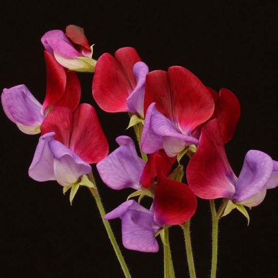 Sweet Pea - Original