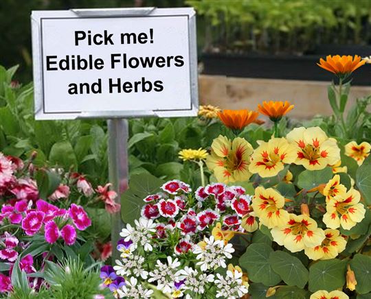 Edible Flower & Herb Mix