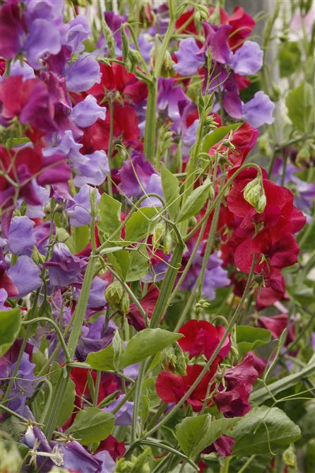 Hammett Sweet Pea - Berry Fruit Mix