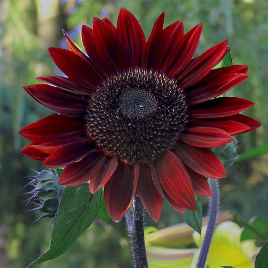 Helianthus annus (Sunflower Moulin Rouge)