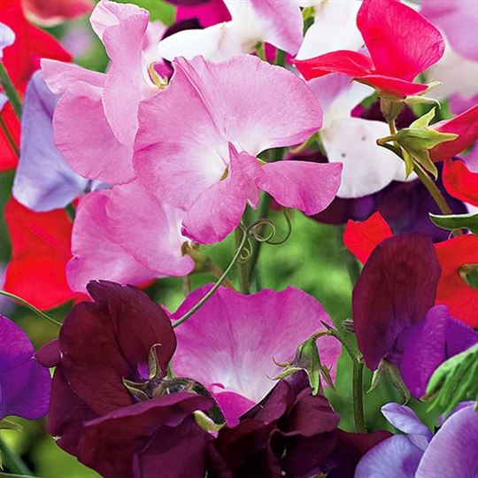 Sweet Pea - Early Multiflora