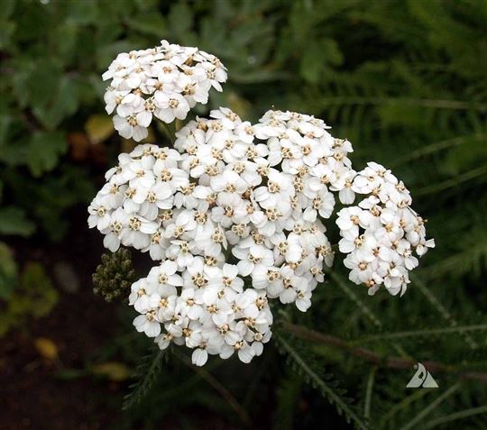 Achillea millefolium (White Yarrow)