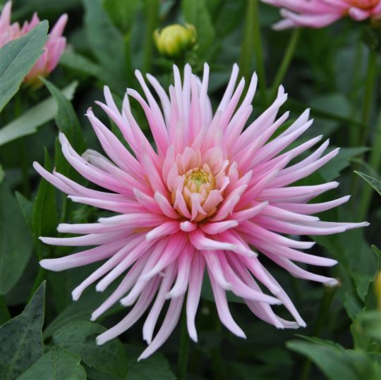 Cactus Dahlia: A Complete Guide to Growing and Caring for These Unique ...