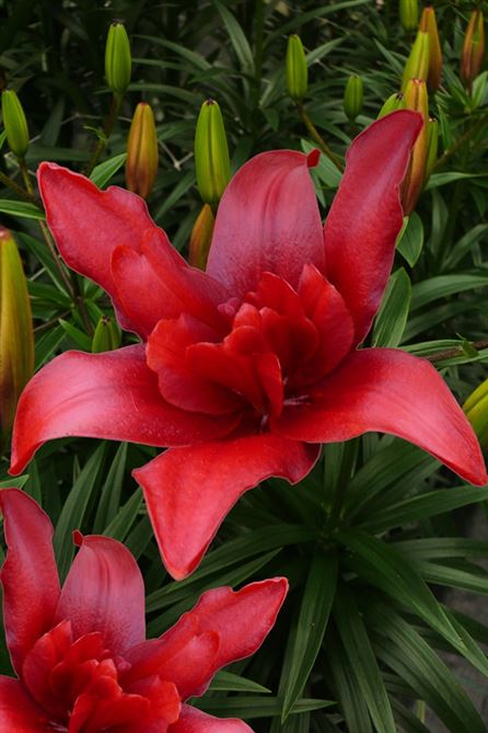 Double Lilies | GardenPost And Wildflower World Limited