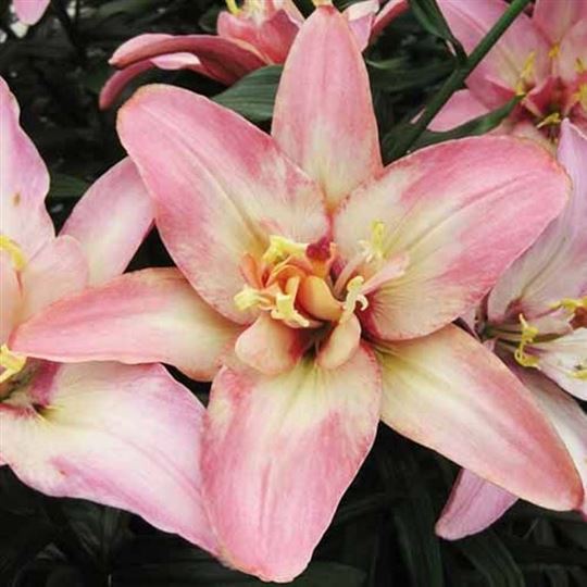 Double Lilies | GardenPost And Wildflower World Limited