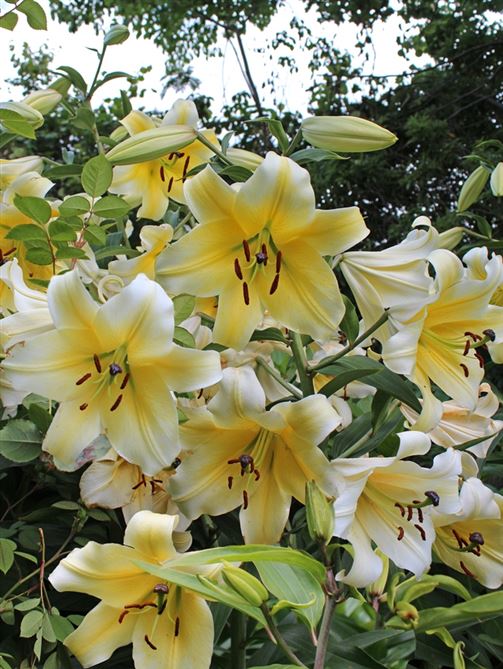 Orienpet Lilies | GardenPost And Wildflower World Limited