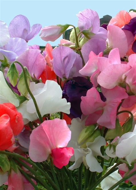 Sweet|Pea|seeds|Sweet|Pea|Early|Multiflora|gardenpost|wildflower