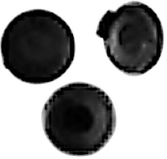 HONDA SCREW COVERS