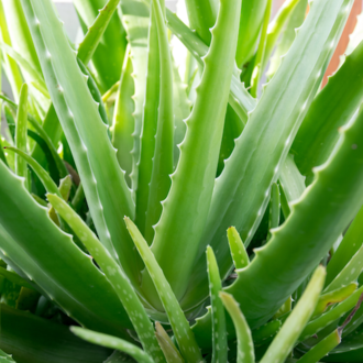 Aloe vera infused oil, NZ