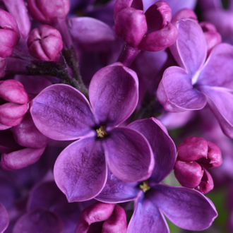 Summer lilac fragrance oil