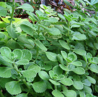 Oregano essential oil, certified organic - OUT OF STOCK till end of May