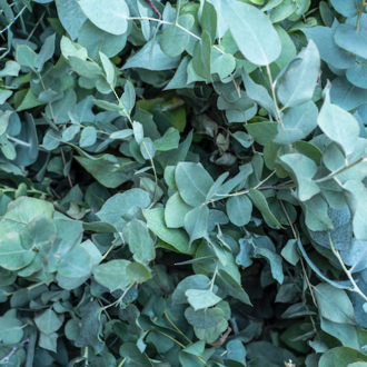 Eucalyptus radiata essential oil, certified organic