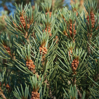 Pine essential oil - OUT OF STOCK