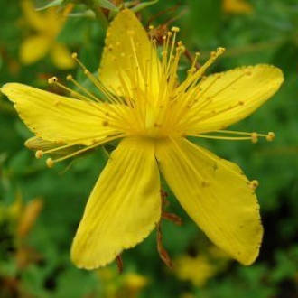 Hypericum (St Johns wort) infused oil - OUT OF STOCK