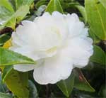 camellia-white