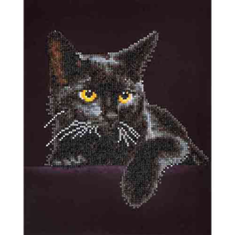 Midnight Cat DD5.001